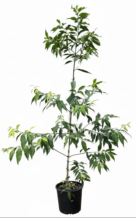 Mint Floral Pocket Jacket